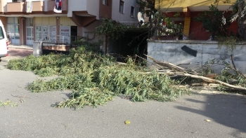 Kartal’Da Ağaç Devrildi, Bir Araç Zarar Gördü
