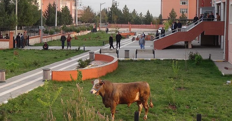 Kesimden kaçan dana adliye bahçesine girdi