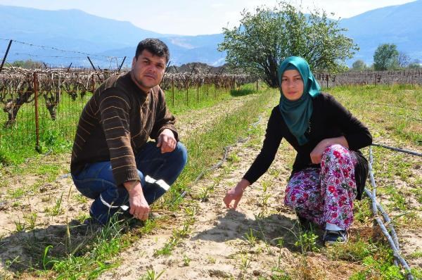 Manisalı aile, ilk salep hasadını bekliyor