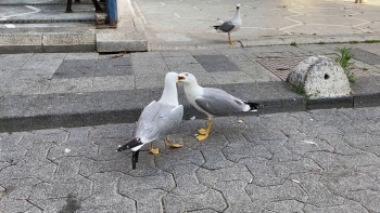 Martıların Yemek Kavgası
