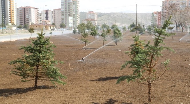 Melikgazi  Belediyesi  Doğaya  25  Bin  Fidan  Armağan  Edecek