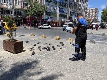 Meydanları Mesken Tutan Güvercinleri Zabıta Besledi
