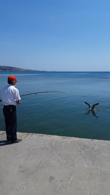 Oltaya Balık Değil, Martı Takıldı
