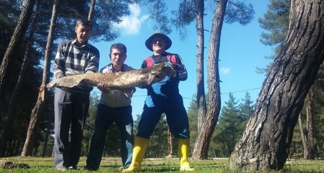 Oltaya takılan dev yayın görenleri şaşkına çevirdi