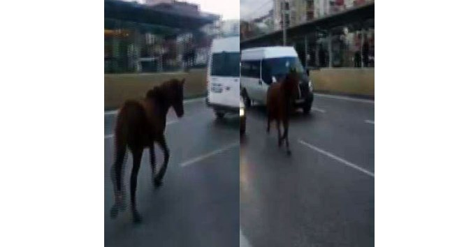 Otoyola çıkan at vatandaşları şaşırttı