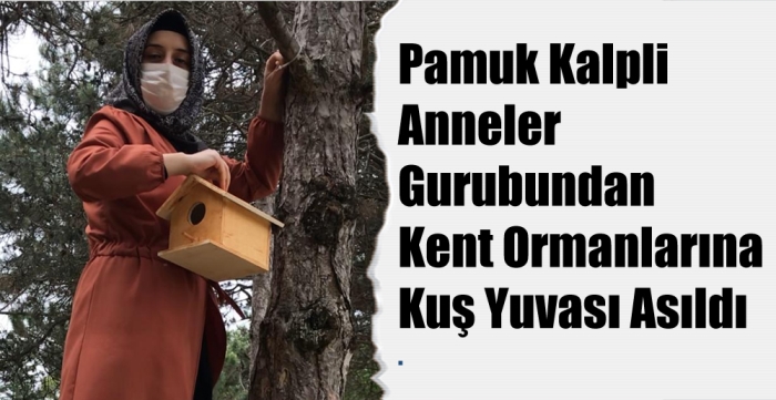 Pamuk Kalpli  Anneler  Gurubundan Kent Ormanlarına  Kuş Yuvası Asıldı