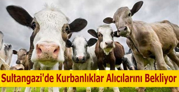 Sultangazi'de kurbanlıklar alıcılarını bekliyor