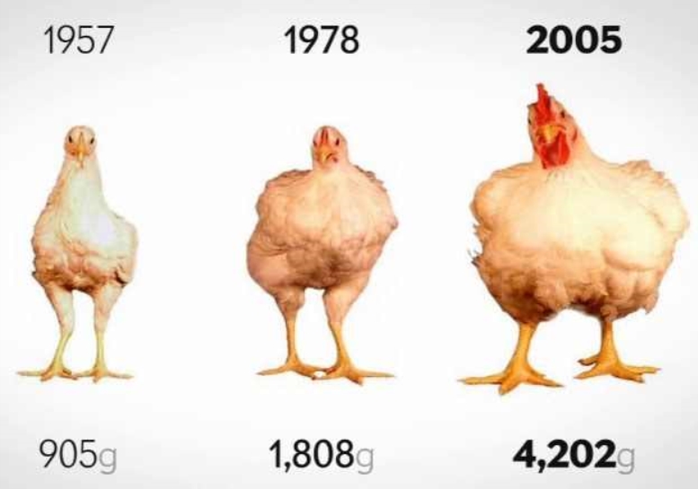 Tavukla ilgili çok çarpıcı gerçek