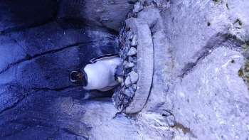 Türkiye’Nin İlk Bebek Pengueni İstanbul Akvaryum’Da Dünyaya Geldi
