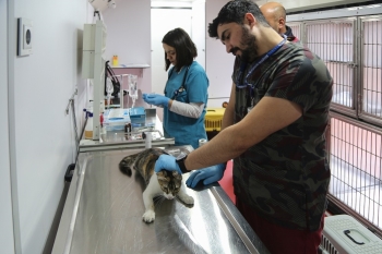 Vetbüs İle Maltepe’De Sokak Hayvanlarına Yerinde Tedavi
