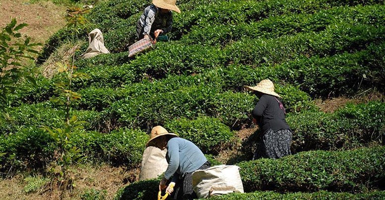 Yaş çay destekleme primi ödemeleri başladı