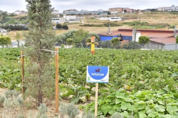 Yaşam Bahçesi Bin 556 Ailenin Sofrasına Umut Oldu
