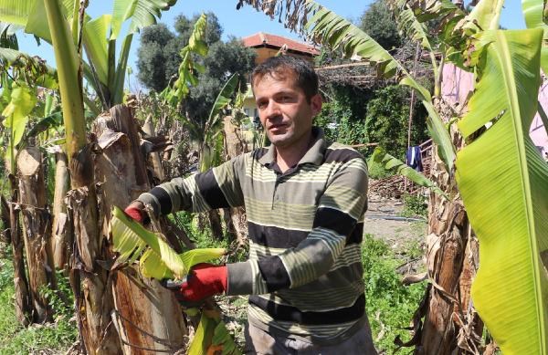 Alanya’da örtü altı muz üretimi 25 bin tona yükseldi