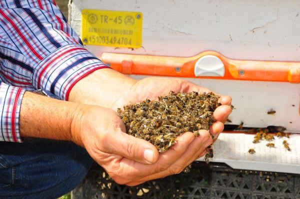 Bilinçsiz ilaçlama Manisa’da bal arılarını vurdu