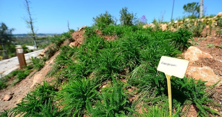 EXPO 2016 Antalya’ya ‘yağmur ormanları serası’