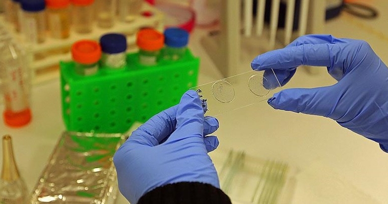 Genetiği değiştirilmiş larvalar yaraları iyileştiriyor