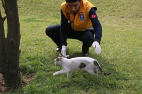 hasta-kedi-belediye-ye-sigindi.jpeg