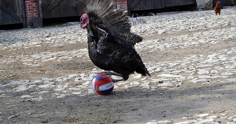 Hindinin ‘futbol’ tutkusu