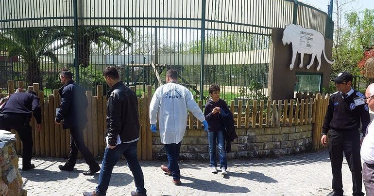 Kaplanla fotoğraf çektirmek istediler, saldırıya uğradılar