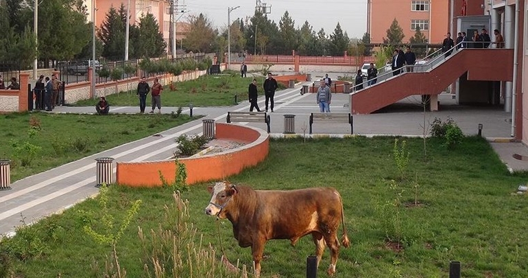 Kesimden kaçan dana adliye bahçesine girdi