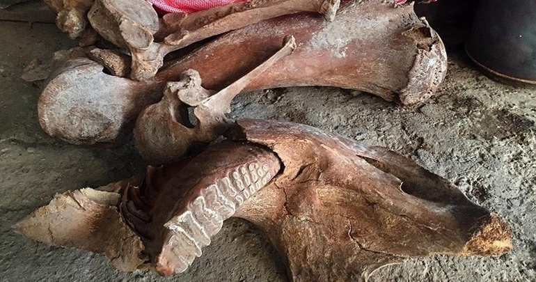 Kırgızistan’da mamut kalıntısı bulundu