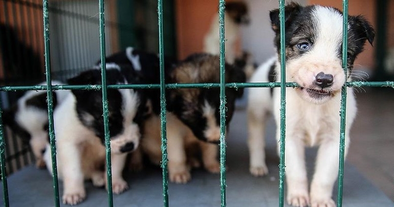 Sahipsiz dostlara ‘5 yıldızlı’ bakımevi