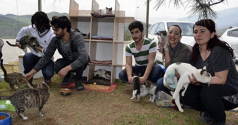 Üniversite öğrencileri ‘Kediversite’ kurdu