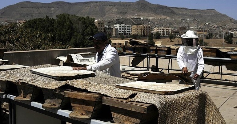 Yemen balı savaşa yenildi