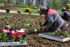 20260603-ordu-belediyesi-cicekleri-kendi-seralarinda-yetistiriyor-595329.webp.webp